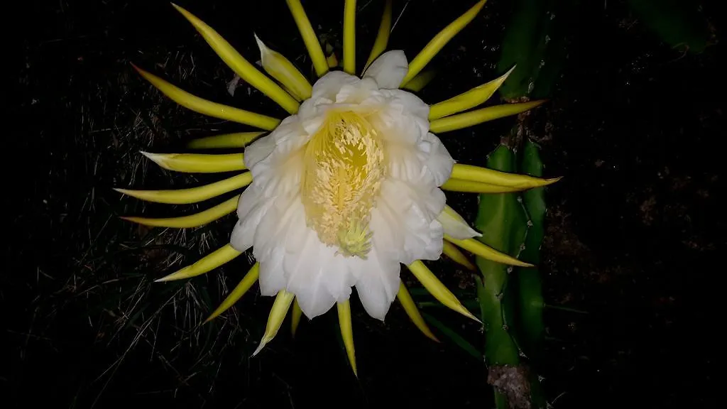Willa Habitation Pineau Deshaies Dom wakacyjny